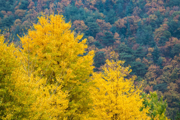 autumn landscape