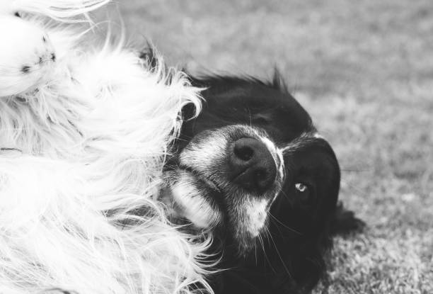 Cute spaniel black and white dog rolling on the ground happy in NZ