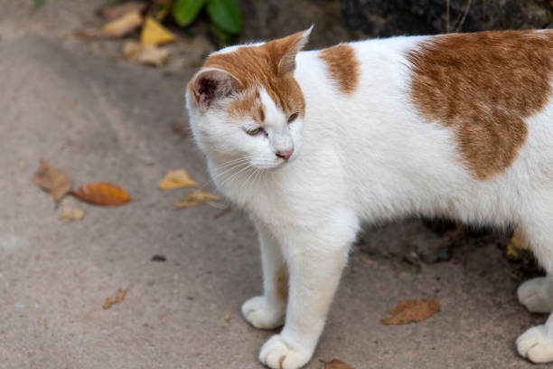 pet in the Buddhist temple