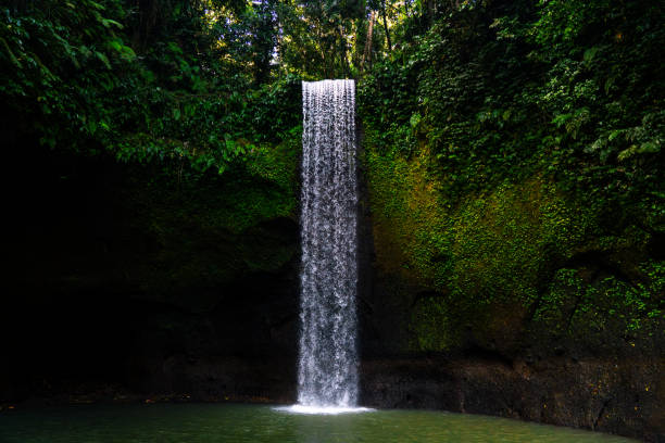 Waterfall in a dense jungle in Bali.  Hot, humid forest with dense leaves in summer.