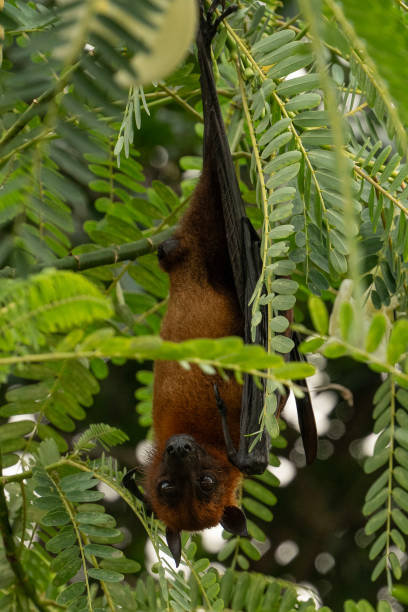 istock The Indian flying fox hanging in a tree 2183796962