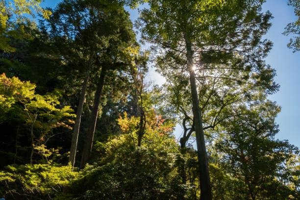 Forest tree in autumn season in Kyoto, Japan