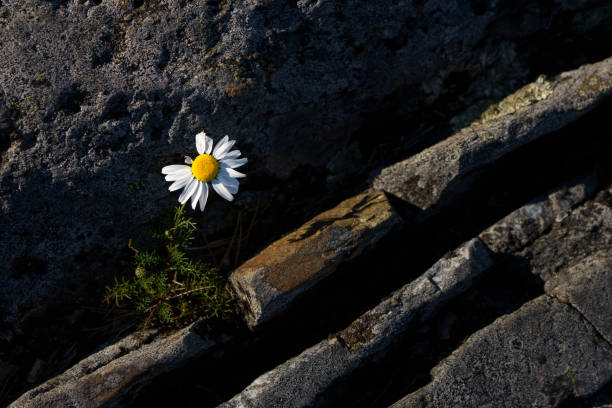 istock A solitary daisy blooming between cracked stones 2183806163