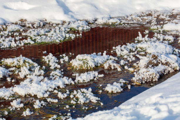A frozen pond with snow covering the ground. The water is murky and has a reddish tint