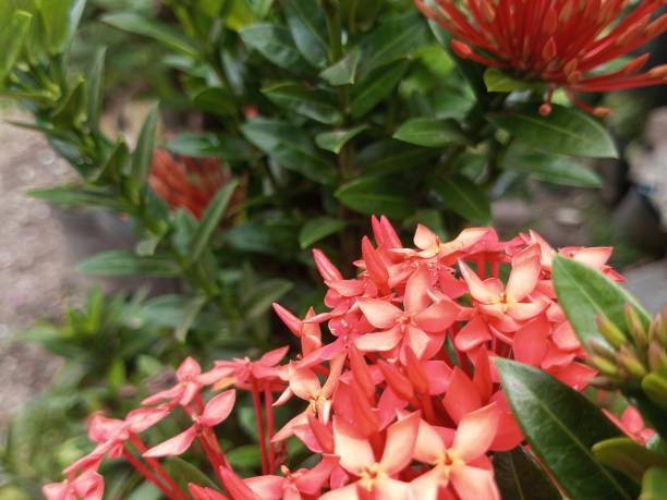 istock Ashoka flowers in bloom 2183808905
