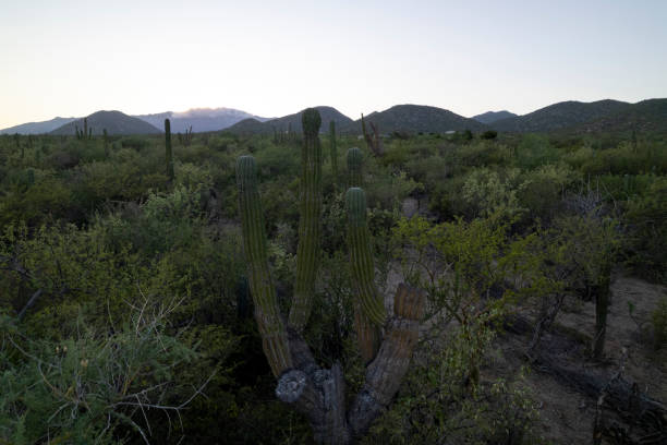 Aerial view of cacti forest at sunset, Baja