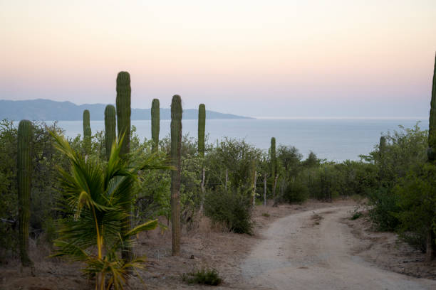 Desert road winds through cactus forest to the sea at sunrise, Baja