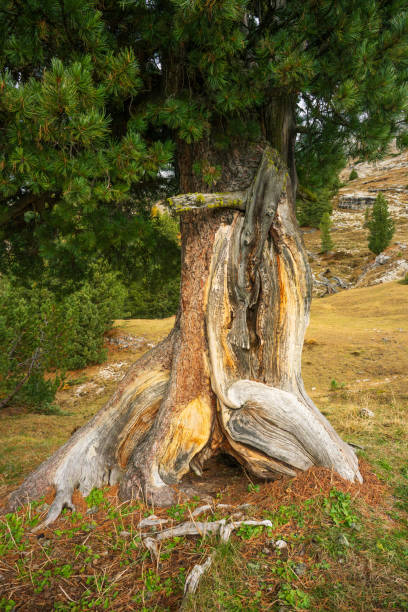 istock The old larch tree at Durrenstein trail Dolomite Italy 2183814741