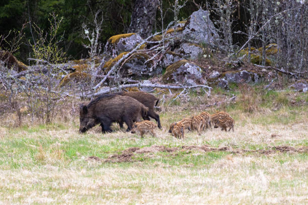 istock Wild boars with cute piglets by the forest edge 2183815590