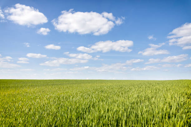 istock Green grain on the  agriculture field 2183815647