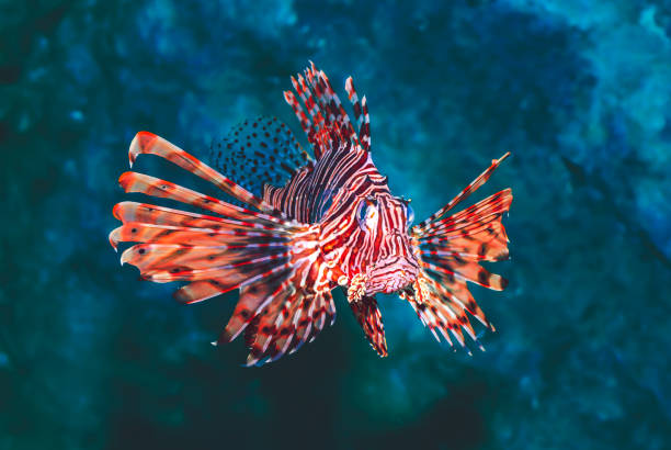 Macro Series : Red lionfish in the sea