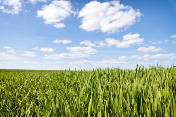 istock Green grain on the  agriculture field 2183816581