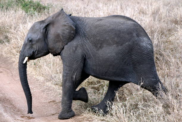 istock tanzania animal 2183818101