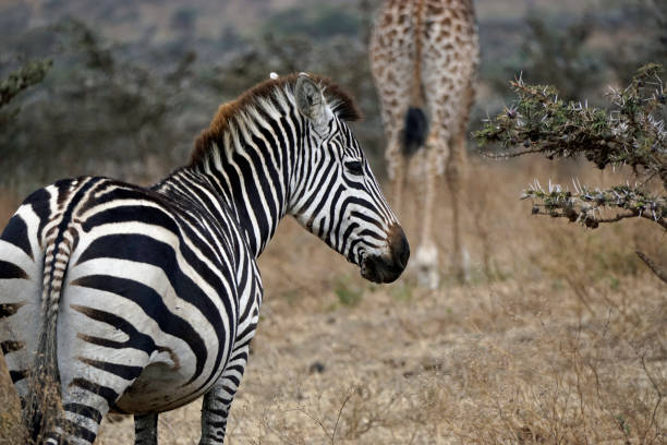 istock tanzania animal 2183818296