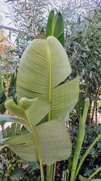 istock large-leafed plant. tropical plant 2183818643