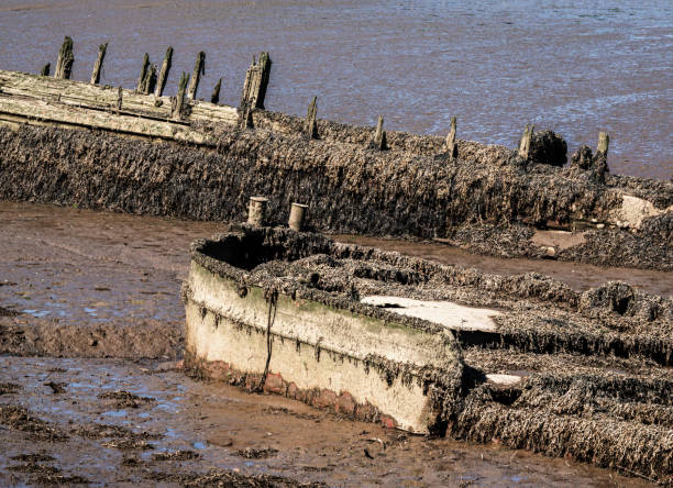 Old, decaying shipwrecks partially submerged in muddy water at low tide. Lanester-Kerhervy, Brittany