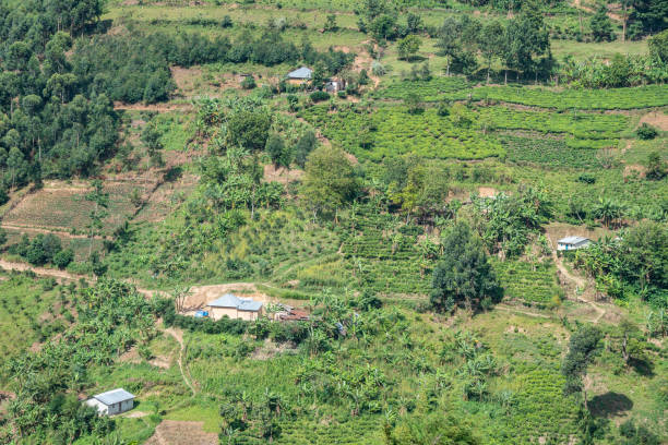 istock A picturesque and lush green African hillside adorned with trees, Uganda 2183820737