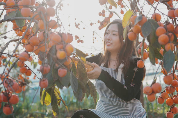 Women harvesting ripe persimmons from the tree