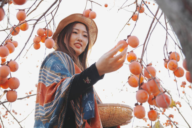 Women harvesting ripe persimmons from the tree