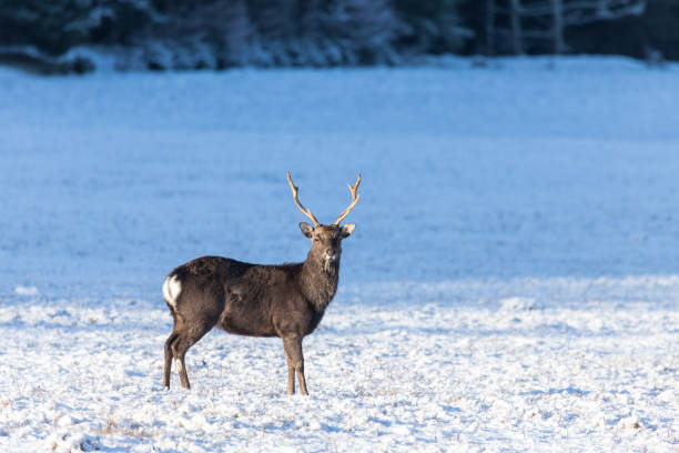 istock single alpha male deer standing in large flat field with snow and forest behind 2183821553