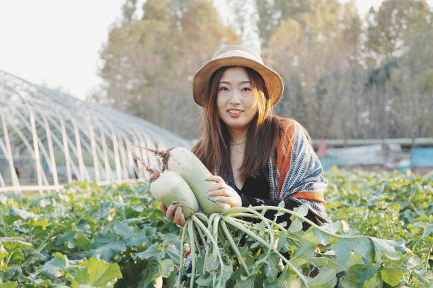 istock Women harvesting radish in farm 2183821564