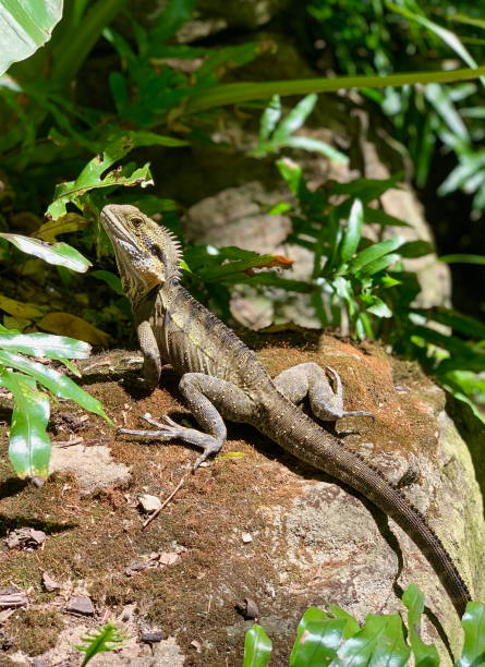 istock Australian water dragon 2183821691