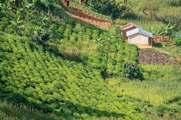 istock A beautiful, lush green tea field adorned with trees in the background, Uganda 2183822441