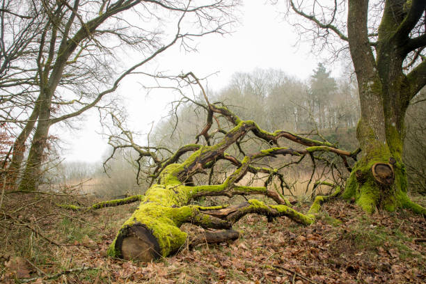 istock fallen tree on ground filled with light green moss in a natural forest with fog 2183823051