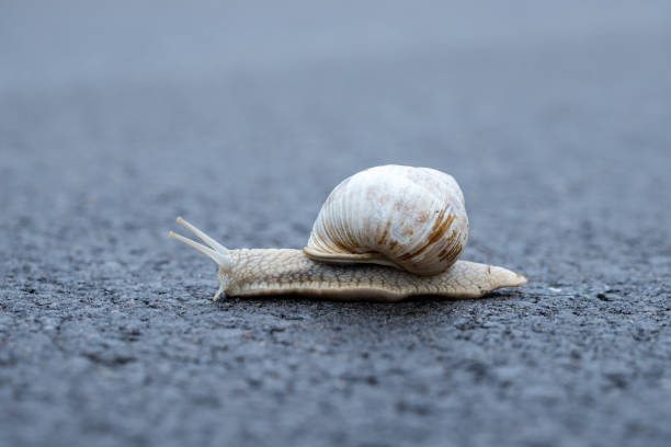 istock grapevine snail on asphalt road alone in risk, nature and industri 2183823735