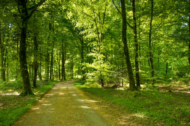istock lush green spring forest with walking path and sunlight through the trees 2183824208