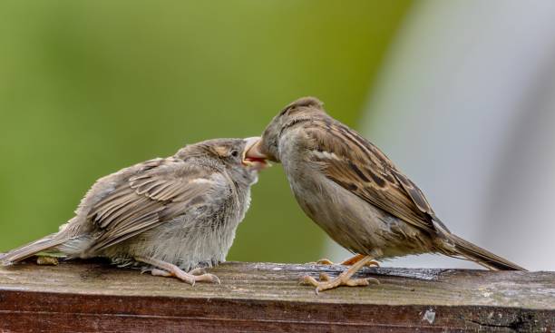 istock Close-up of a young sparrow feeding 2183824694