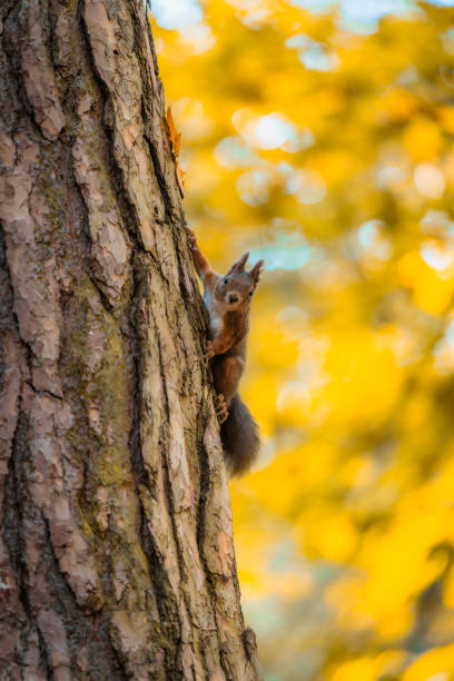 istock Curious Red Squirrel Observes from a Tree Amidst Autumn Colors in the Forest 2183824775