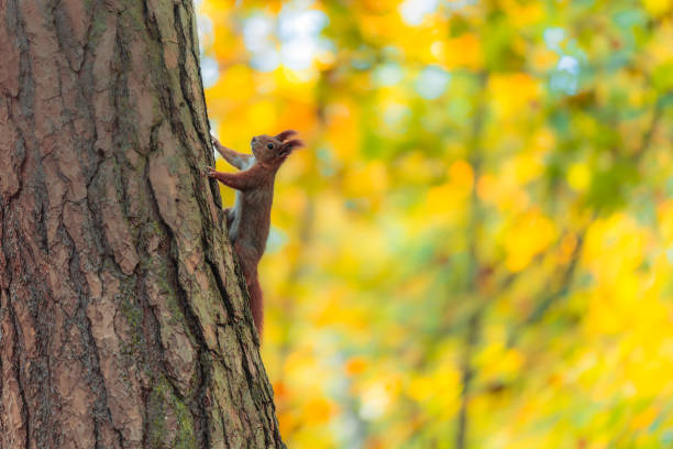istock Curious Red Squirrel Observes from a Tree Amidst Autumn Colors in the Forest 2183824865