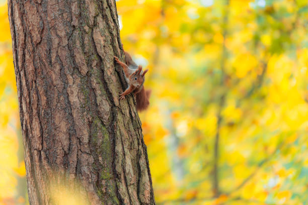 istock Curious Red Squirrel Observes from a Tree Amidst Autumn Colors in the Forest 2183824888