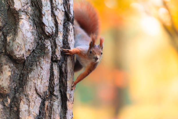 istock Curious Red Squirrel Observes from a Tree Amidst Autumn Colors in the Forest 2183824916