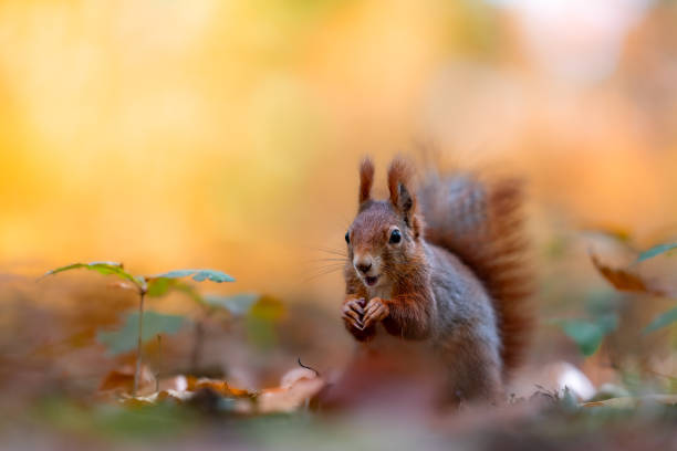 istock Red squirrel feeding in an autumn forest, portrait 2183825011