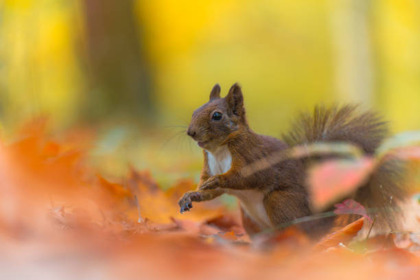 istock Red squirrel feeding in an autumn forest, portrait 2183825082