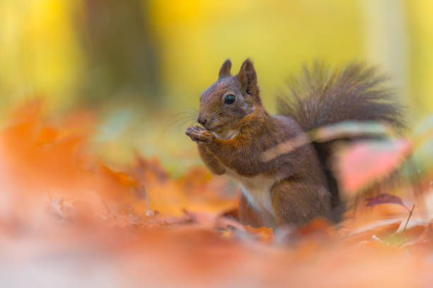 istock Red squirrel feeding in an autumn forest, portrait 2183825105