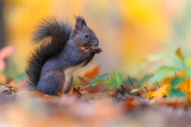 istock Red squirrel (Sciurus vulgaris) climbing a tree in an autumn forest 2183825194