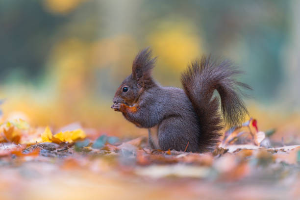 istock Red squirrel (Sciurus vulgaris) climbing a tree in an autumn forest 2183825233