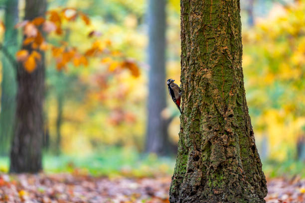 A Great Spotted Woodpecker (Dendrocopos major) is seen climbing a tree in a vibrant autumn forest. The scene captures the bird's distinctive black, white, and red plumage against a backdrop of colorful fall foliage. The woodpecker is actively moving up the tree trunk, showcasing its natural behavior in its habitat.