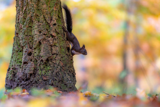 istock Red squirrel (Sciurus vulgaris) climbing a tree in an autumn forest 2183825475