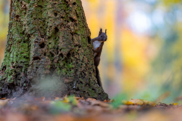 istock Red squirrel (Sciurus vulgaris) climbing a tree in an autumn forest 2183825505