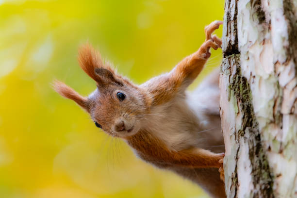 istock Curious Red Squirrel Observes from a Tree Amidst Autumn Colors in the Forest 2183825627