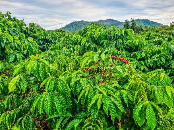 istock Ripe Robusta Coffee Farm in Harvest Season with Mountain Backdrop 2183826028