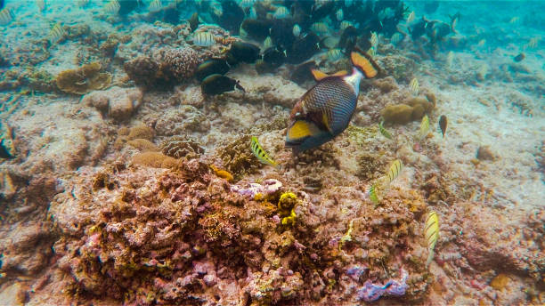 istock Snorkeling in Gili Islands: Explore the Emerald Waters 2183827047