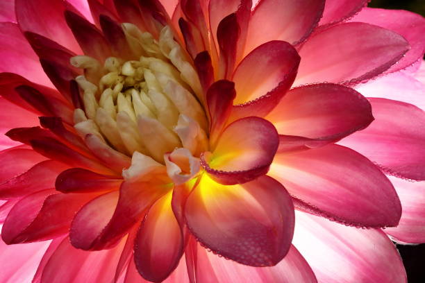 istock Dahlia in full bloom 2183829628