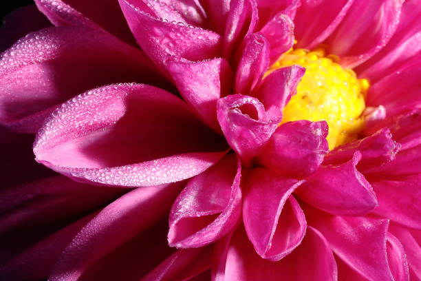 Dahlias are in full bloom in Nara Prefecture, Japan.