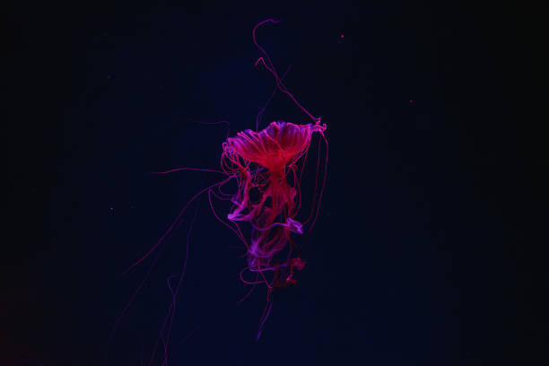 istock Fluorescent jellyfish swimming underwater aquarium pool with red neon light. 2183831005
