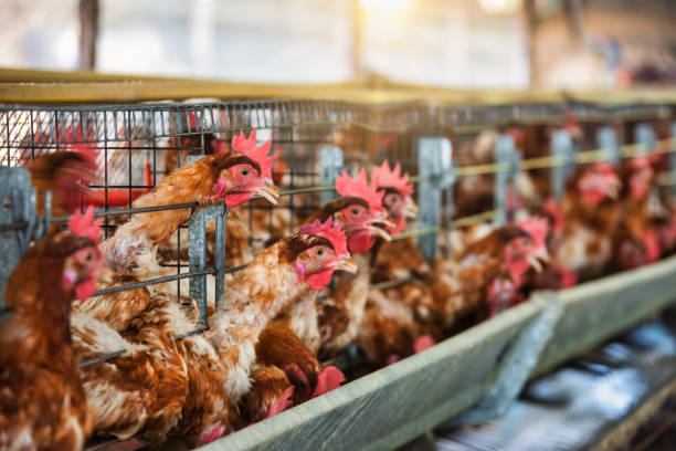 istock hens for eggs in battery cages industrial at a farm 2183831496